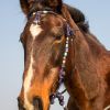 Zaum_Gobi_Luna_01_web.jpg